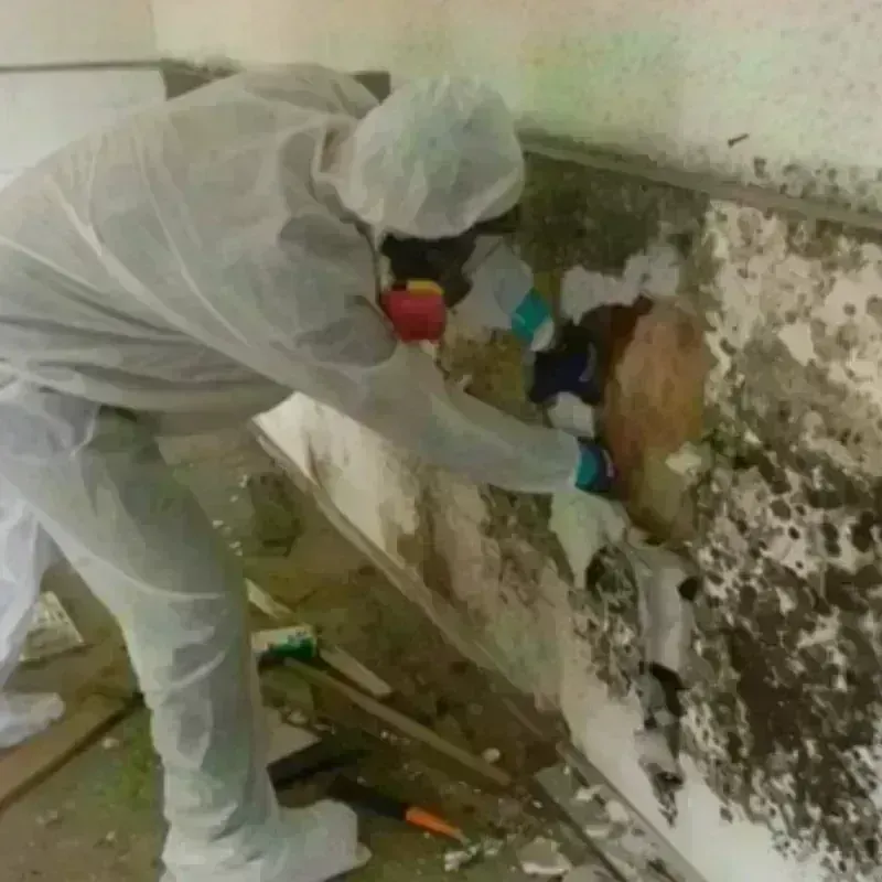 Mold Remediation and Removal in Comfort, TX